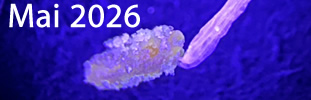 mai-2026